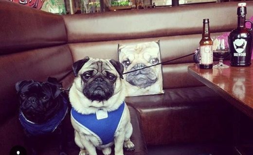 Pugs! Here’s Gatsby and Daisy in BrewDog Aberdeen – pic @gatsbyanddaisypug