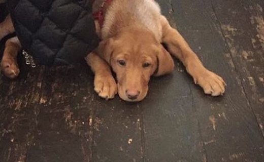 Puppy in the Tower, Crieff! Pic Morna Thorburn