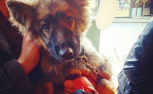 Puppy visitor at Melt in Aberdeen – pic @meltaberdeen16