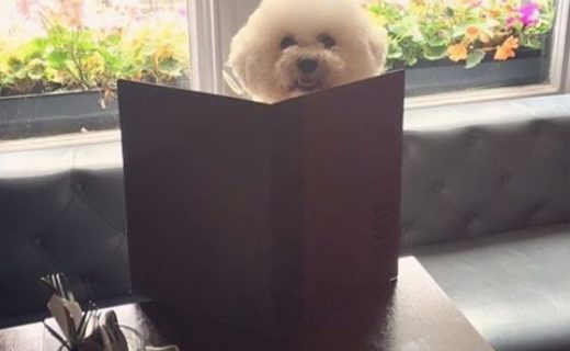 Rosie checking out the menu at The Georgian in Coatbridge – pic Lisa Fiona.