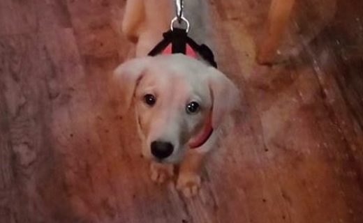 Rudi’s first trip to the pub (the Beach Bar, Lossiemouth) – pic @darth_nader86