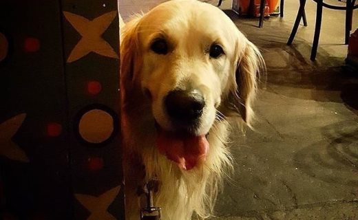 Samson playing a wee game of hide n’ seek in Cottiers, Glasgow – pic @jord.mcl