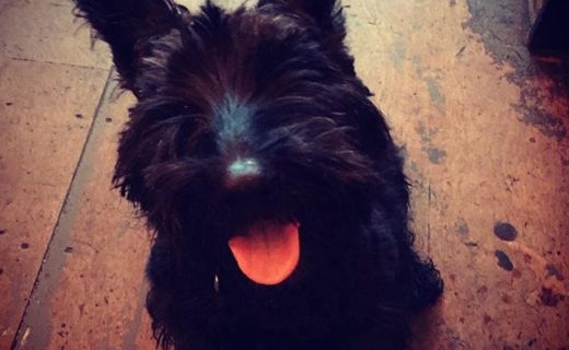 Scottie Dug Alfie checking out @brewdogaberdeen