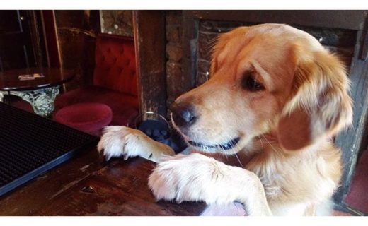 Service! Baxter dug at Kays Bar in Edinburgh – pic @kaysbar1976