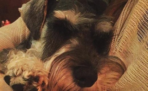 Sleepy dug in a pub (at the Red Squirrel, Edinburgh) – pic @edinlassie