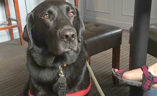 Super dog friendly welcome at The Salmon Inn. Every round of drinks comes with a water bowl for thirsty paws! Humans enjoyed the ales and food too – from Alfie Woof Woof