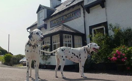 The Dugs of the Argyll Hotel Kintyre – pic ‪@TheArgyllHotel ‬(check out the accommodation section of the website for loads of dug holiday ideas)