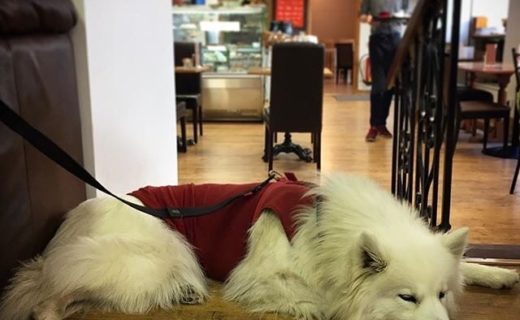 “The humans stopped off for lunch at @coffeeandkilts. I was feeling sleepy so I had a wee nap!” – pic @babydirewolf