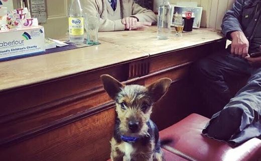 This is Buddy at The Fiddichside Inn, Craigellachie run by Joe Brandy 86 years young. Dogs always welcomed by Joe – from Nikki Sheed