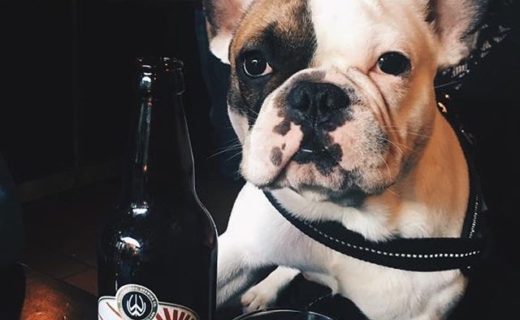 This is Dwight, the 1 year old French bulldog in his favourite pub (￼Inn Deep, #Glasgow) – pic Carol Malcolmson @inndeepbar