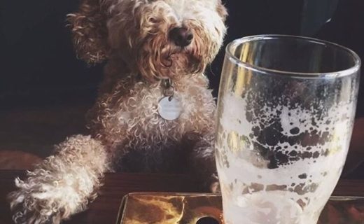 This is Pippin having a relaxing Sunday pint in Carters tap, Edinburgh – pic Megan Daly