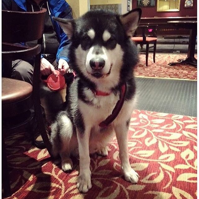 Dog Friendly Days Out Glasgow Dog Friendly Days Out Glasgow