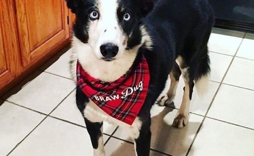 “Tok styling with her early Christmas present from Scotland just like @terrythelakeland” ??❤️ – pic @gingergurl54