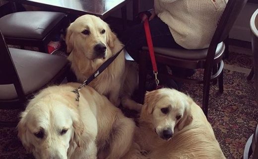 “We had so much fun today! Yellowcraigs beach in North Berwick and then Falko in Gullane for some lunch” – from @thegolden_bailey