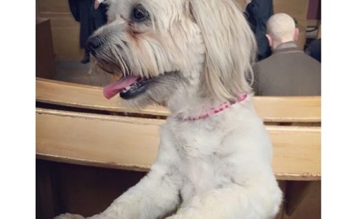 Wee Bella waiting to be sentenced at #Inveraray Jail – pic Lou Whalker.