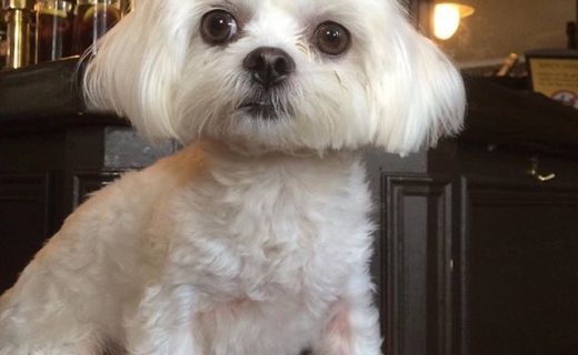Wee Bonnie at the Ship Inn, North Berwick – pic @Rachels19702016