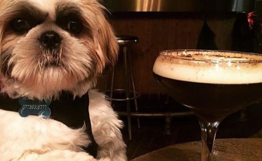 Wee Dexter taking it easy in the Bungo in Glasgow – pic @mr_dexter_shih_tzu_scott