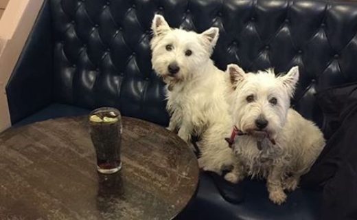 Wee dugs Coll and Skye out for lunch in the bar at ￼the Crown Hotel, Peebles – pic Elaine Reid.