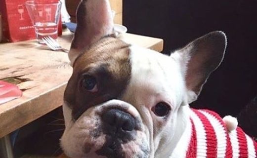 Wee Dwight looking festive in Nick’s Bar & Grill, Glasgow- pic from Carol Malcolmson