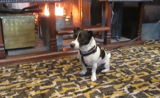 Wee Eairdsidh chillaxin in front of the fire in the Banchory Lodge Hotel – pic from Paula Baird