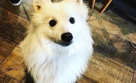Wee fluffy Benji in The Wine Press Bar in Dundee – pic @thewinepressbar