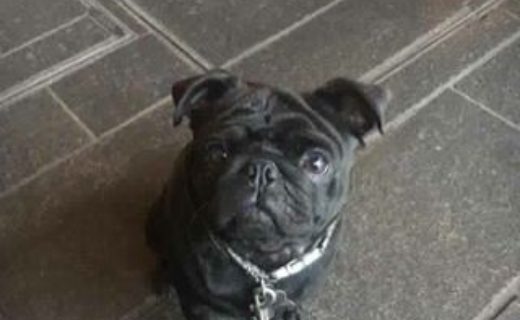 Wee Frank at the Raeburn, Edinburgh – pic Julie Kyle