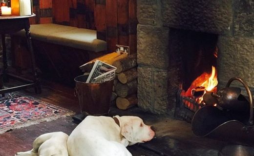 Wee Frenchie Lulu & Boxer Cross Crosby at The Copper Dog bar in The Craigellachie hotel – pic  Suzanne Abbate