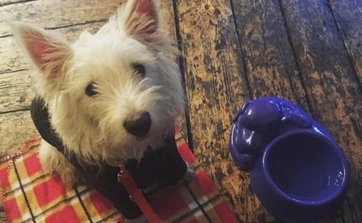 Wee Gordy in the Lioness of Leith – pic @gordonwestie