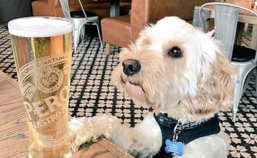 Wee Oscar Dug quality checking his owners pint in the Paper Mill, Lasswade – pic @stuartsloan87