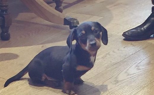 Wee Puppy Masie at The Plough Inn Leitholm – pic David McLean.