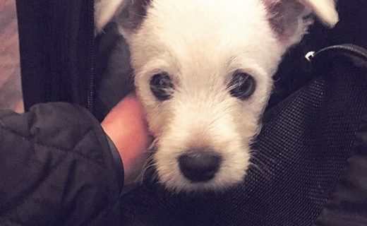 Wee puppy visitor at The Southern, Edinburgh – pic @thesouthernbar
