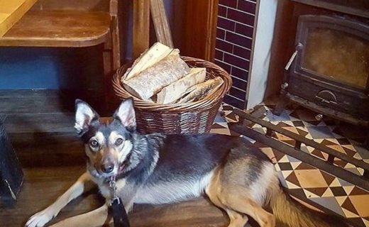 Wee Ripley chilling out at The Old Bridge Inn, #Aviemore (Collie German Shepherd cross) – pic Sarah Murdoch