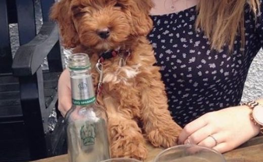 Wee Toby outside Copper Dog pub at Craigellachie hotel. Bonus jar of dog biscuits on the bar – from Clare McCann.
