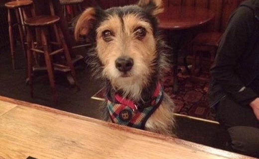 What do you mean you’ve nae treats? Bella dug at The Aragon bar #Glasgow – pic from Claire Little