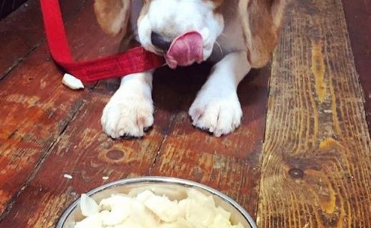 Xara enjoying the ‘Doggie Menu’ at @stlukesglasgow in #Glasgow – pic Paul Craig
