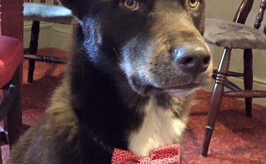 Ziggy dug dressed to impress at the Justinlees Inn, Dalkeith – pic Alexandra Brownsell.