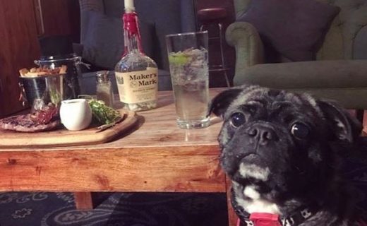 “Bug enjoying the cosy atmosphere at No. 8 Lister Square, Edinburgh which we found on the Dug app” – from Kirsty MacQueen