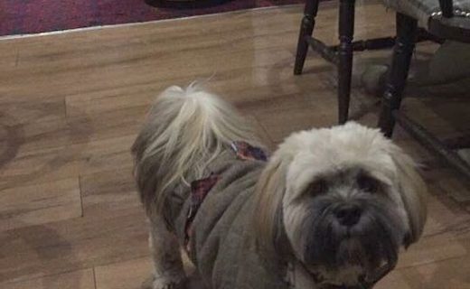 Carlos the dug in the Riverside Inn Callander – pic from Scott Miller