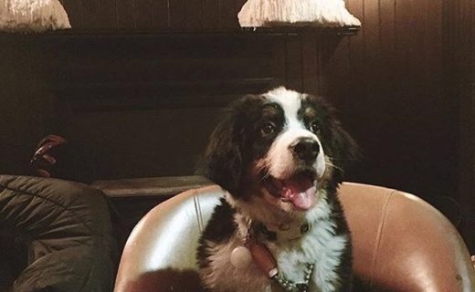 “Did someone say dinner?” Rothko the Dug at the Holyrood 9A, Edinburgh – pic @rothko.the.adventuredog