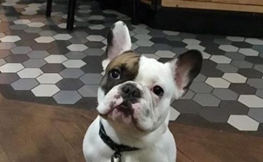 Dwight the Dug in McPhabbs in Glasgow – pic from Carol Malcolmson
