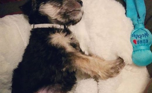 Fergus after his first trip to the pub – pic @gorillashrek
