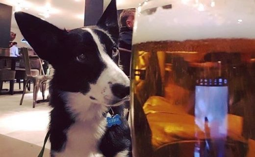 Harris happy with his pint of Brewdug in Mambo’s, Aviemore – pic from Yvonne Gibson