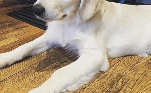 Here’s Hunter relaxing in the Mayfly Dundee – pic @mayflydundee⠀