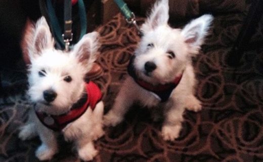 Here’s Ronnie & Reggie chillaxing at their local The Travellers in Wideopen, near Newcastle – pic ‪@LeeWatkinson72