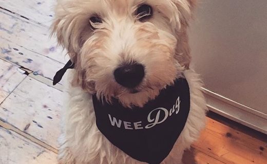 Here’s wee dug Murphy the Cockapoo – pic @cockapoomurphy #bandanadugs