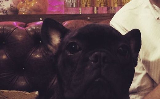 Here’s Winston the frenchie in the Basement Bar, Edinburgh – pic @findingwinston⠀