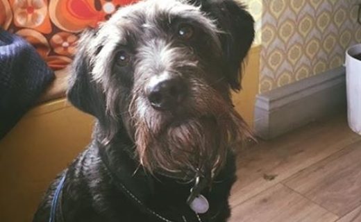 Jura hoping for another treat from the barman at Finsbay, Milngavie – pic from Victoria McCormick