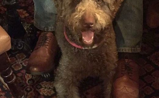 Molly in the Tappit Hen, Dunblane – pic Carol Milford