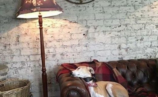 Stevie the Dug having a snooze in The Strathmore, Glasgow – pic from Dylan E. Barkus