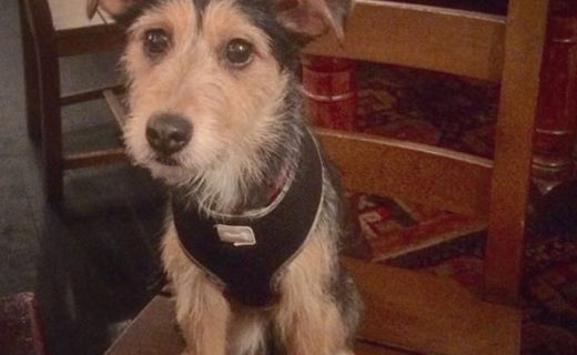 Wee Bella at The Aragon Bar, Glasgow – pic Claire Little